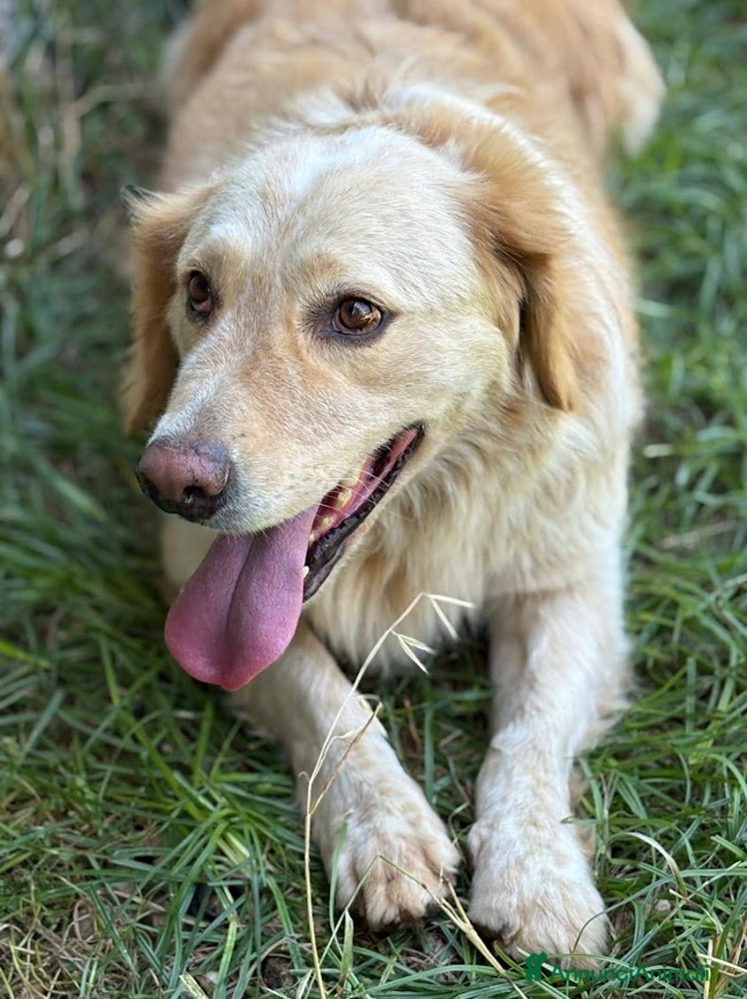 Altre razze cani in regalo: OSCAR DOLCE CANE ASPETTA CASA - Annuncio 10