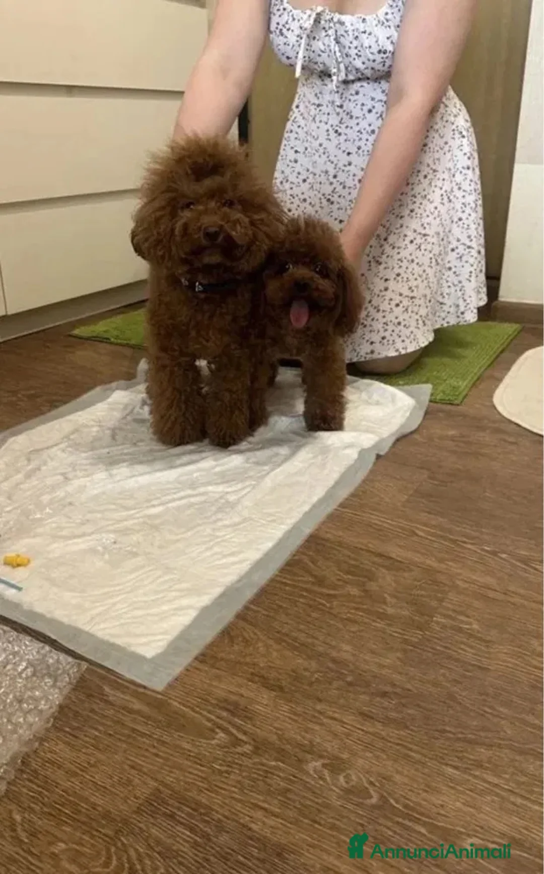 Meticcio cani in vendita: Barboncino Red brown  - Annuncio 3