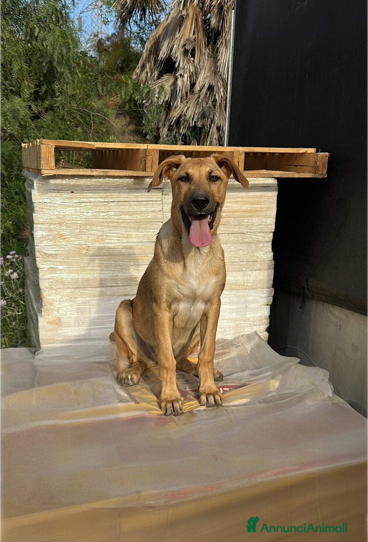 Meticcio cani ATHENA CERCA FAMIGLIA - Annuncio 21