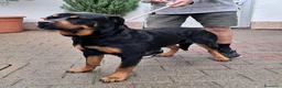 Rottweiler cani in regalo: LUNA ROTTWEILER - Annuncio 4