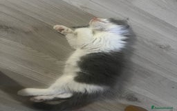 Maine Coon gatti in vendita: Cuccioli di Maine Coon a Città Metropolitana di Torino - Immagine 10