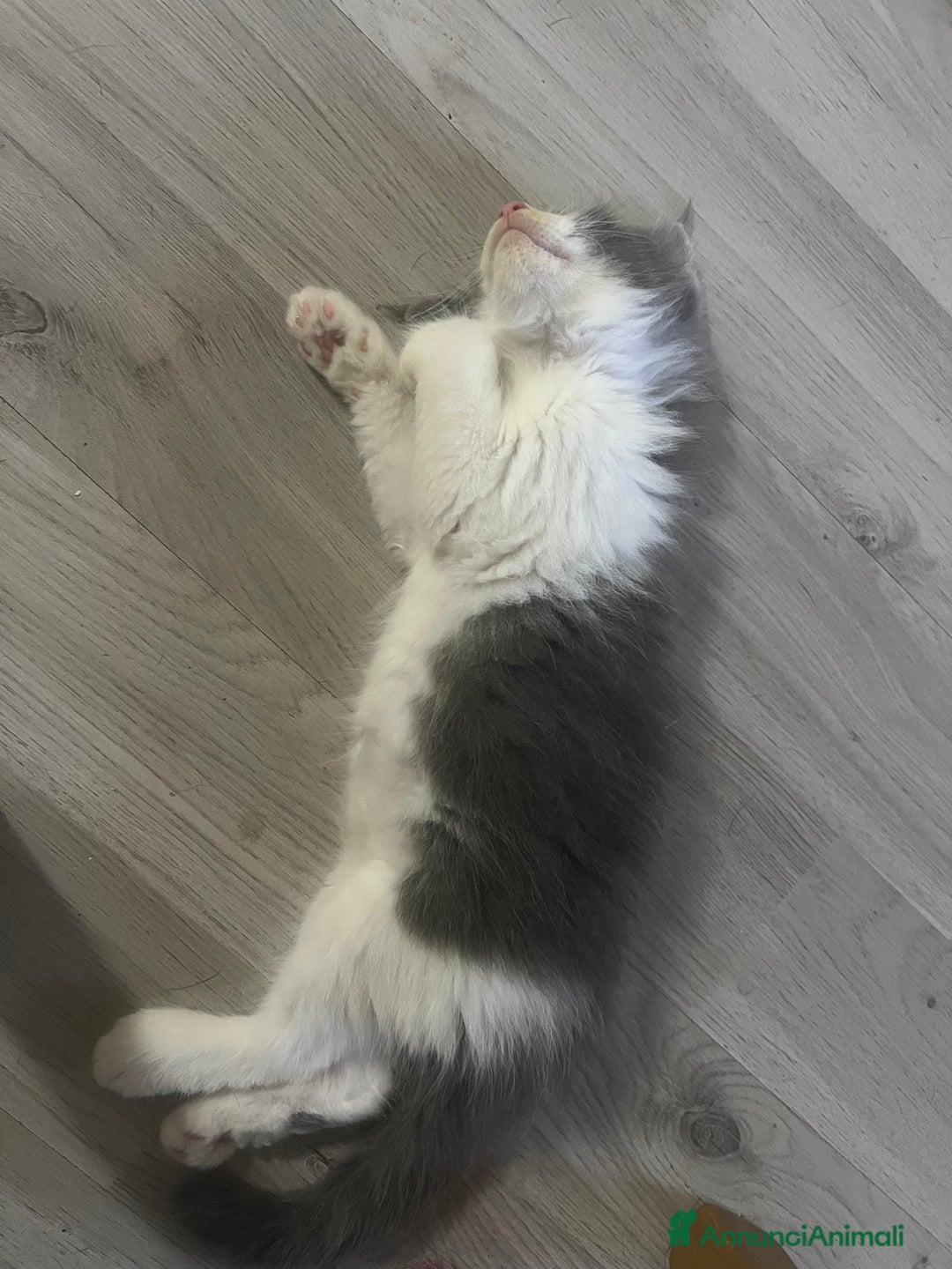 Maine Coon gatti in vendita: Cuccioli di Maine Coon a Città Metropolitana di Torino - Immagine 10