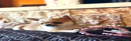 Chihuahua cani in vendita: Cuccioli di chihuahua - Annuncio 5