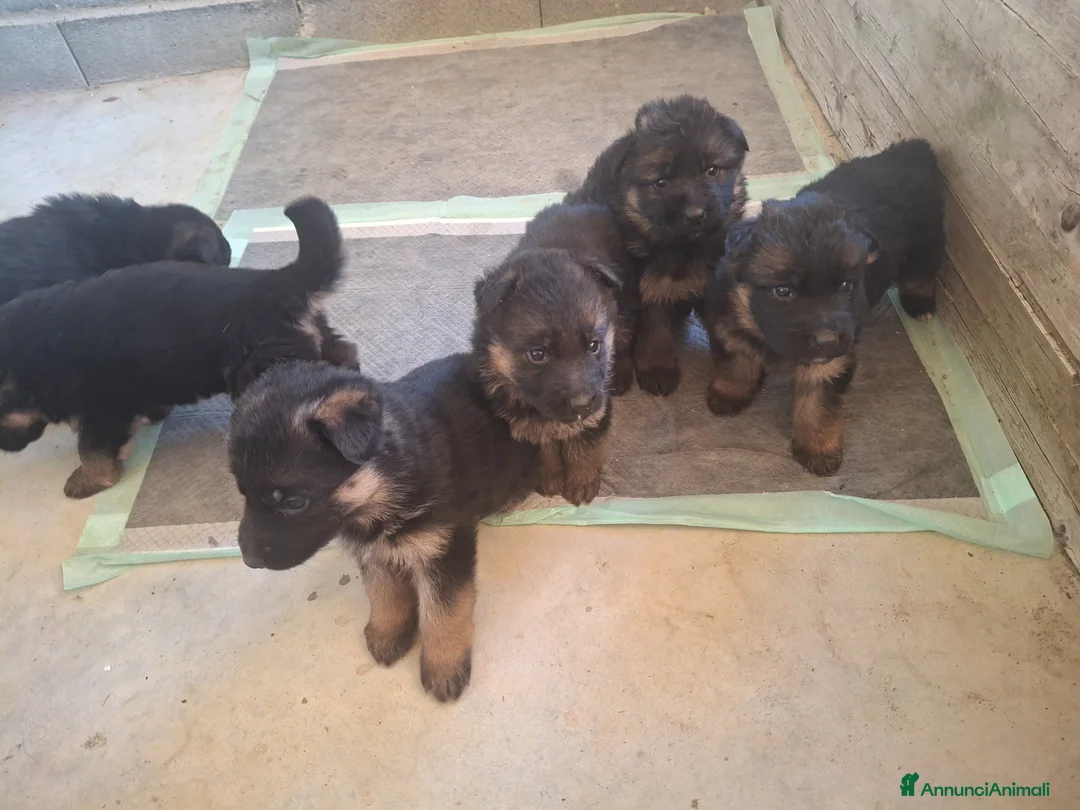 Pastore Tedesco cani in vendita: Cuccioli di pastore tedesco - Annuncio 2