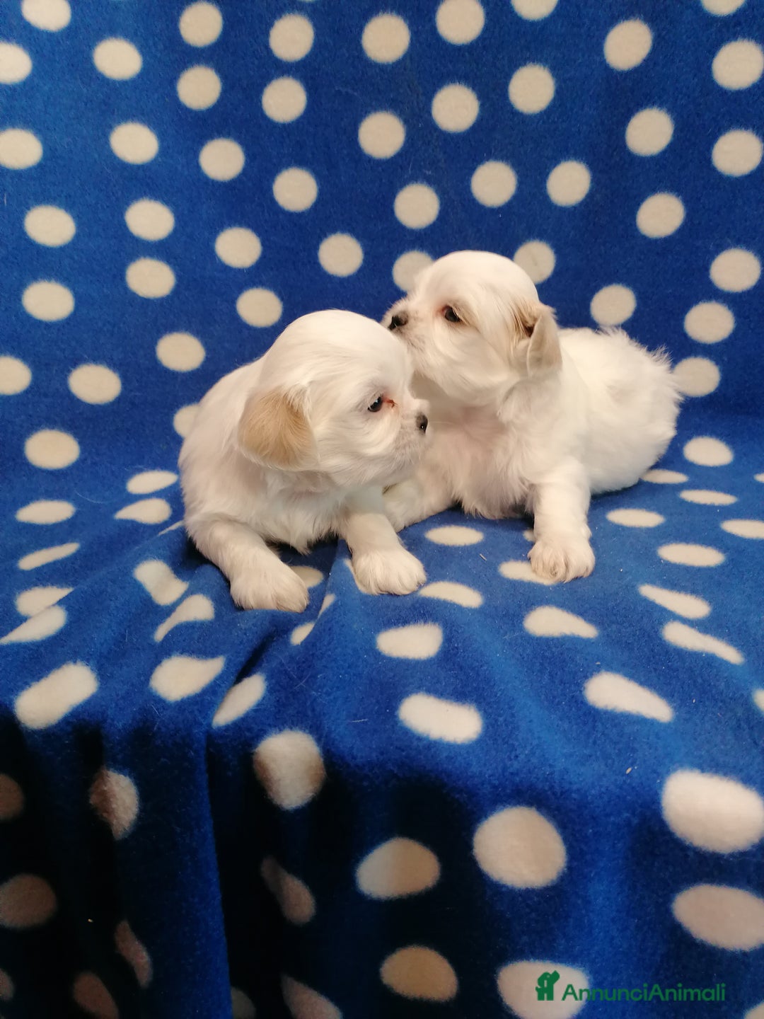 Shih Tzu cani in vendita: Shih Tzu cuccioli bianchi - Annuncio 8