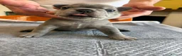 Bulldog Francese cani in vendita: bulldog francese  - Annuncio 35