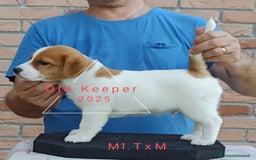 Jack Russell cani in vendita: Cuccioli Jack Russell Terrier con Pedigree a Provincia di Alessandria - Immagine 8