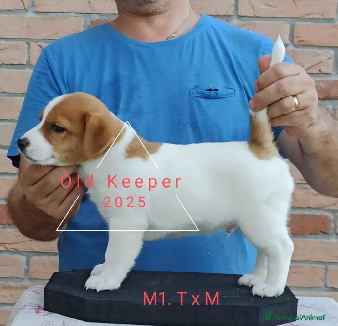 Jack Russell cani in vendita: Cuccioli Jack Russell Terrier con Pedigree a Provincia di Alessandria - Immagine 8