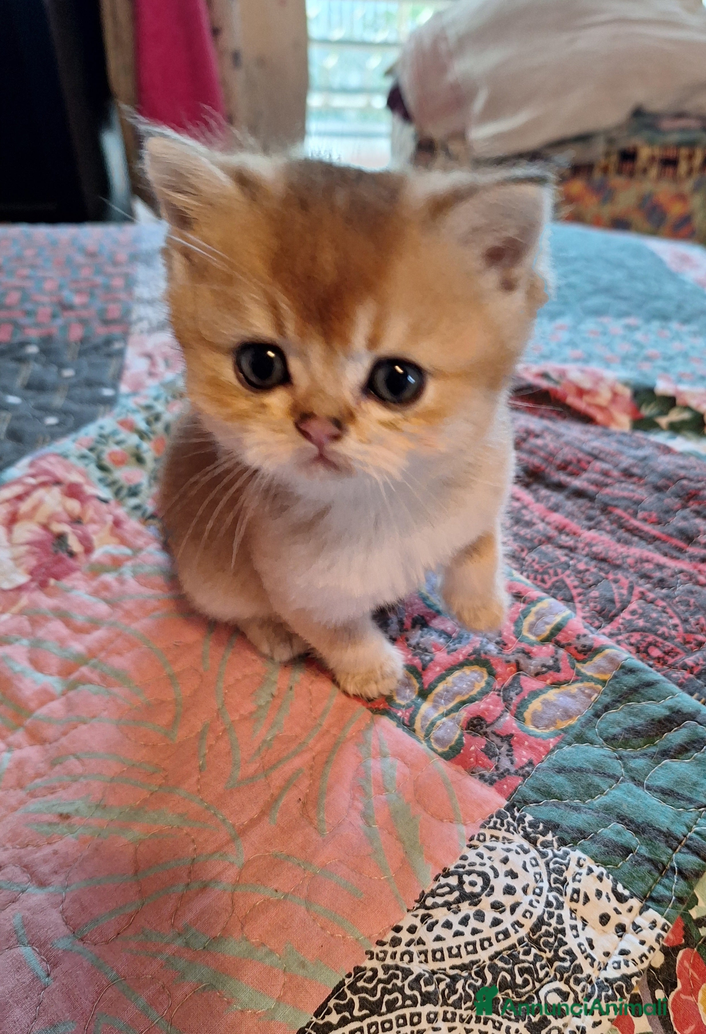 Scottish gatti Scottish straight con pedigree campania  - Annuncio 1