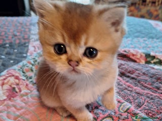 Scottish gatti Scottish straight con pedigree campania - Annuncio 1