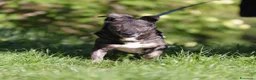 Meticcio cani in regalo: flaSH - Annuncio 6