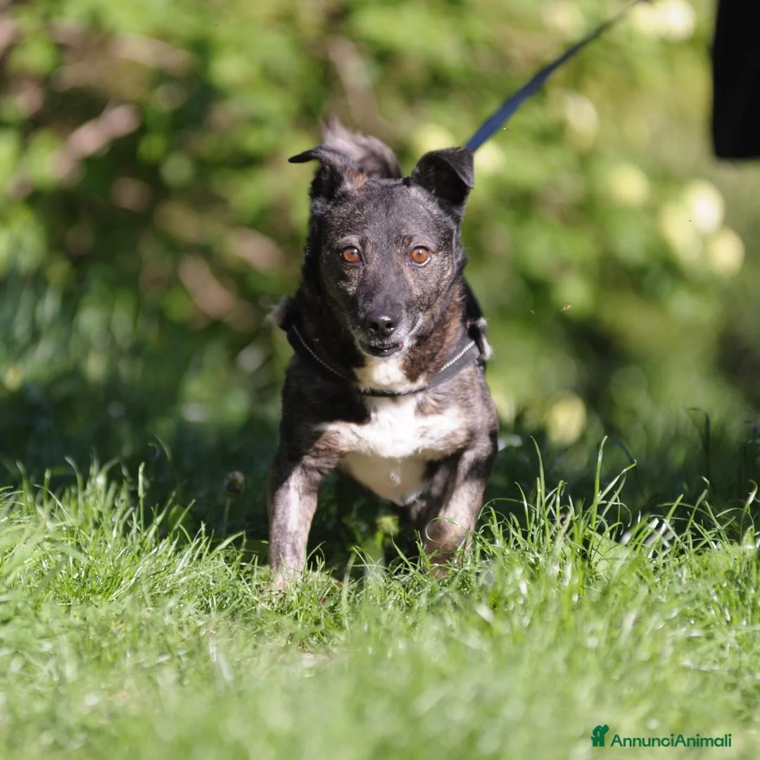 Meticcio cani in regalo: flaSH - Annuncio 6