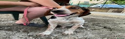 Meticcio cani in regalo: Mix Beagle 2anni kg12aspetta ancora.ok gatti.SICIL a Città metropolitana di Milano - Annuncio 4