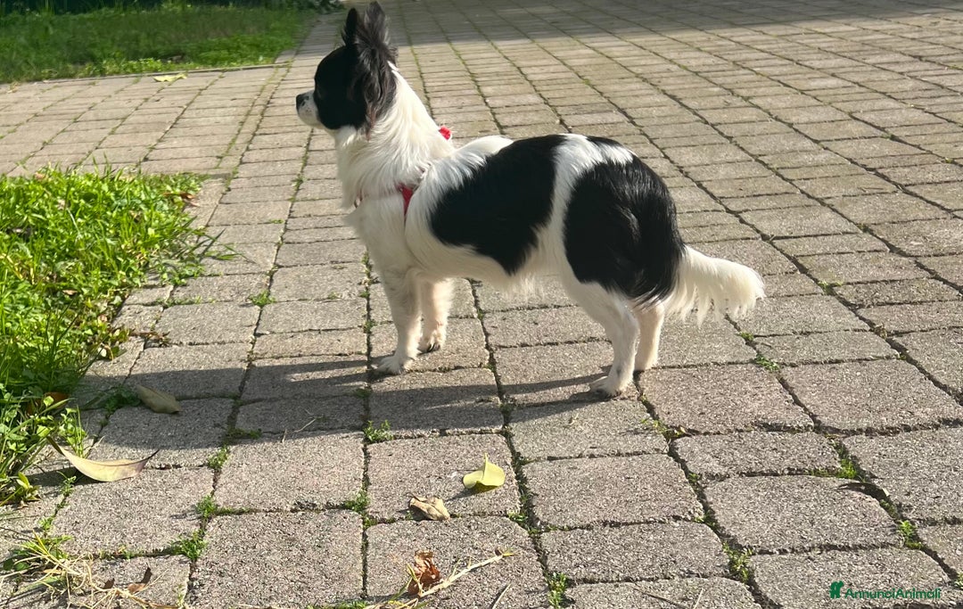 Chihuahua cani in vendita: Chihuahua femmina pedigree Enci  - Annuncio 3