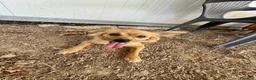 Meticcio cani in regalo: Roxana e Basilio: adozione di coppia nonnini - Annuncio 13