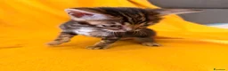 Bengala gatti in vendita: Cuccioli di Bengala - Annuncio 5
