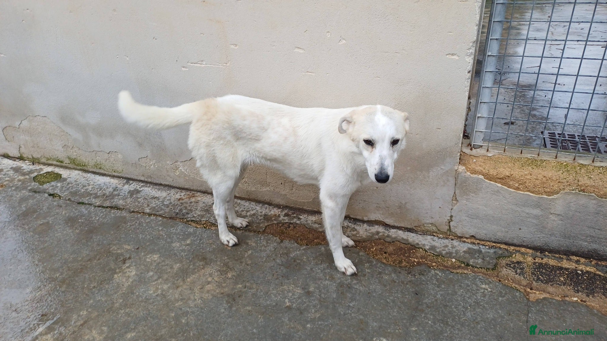 Meticcio cani Samira 13 kg affettuosa - Annuncio 29