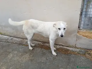 Meticcio cani Samira 13 kg affettuosa - Annuncio 29