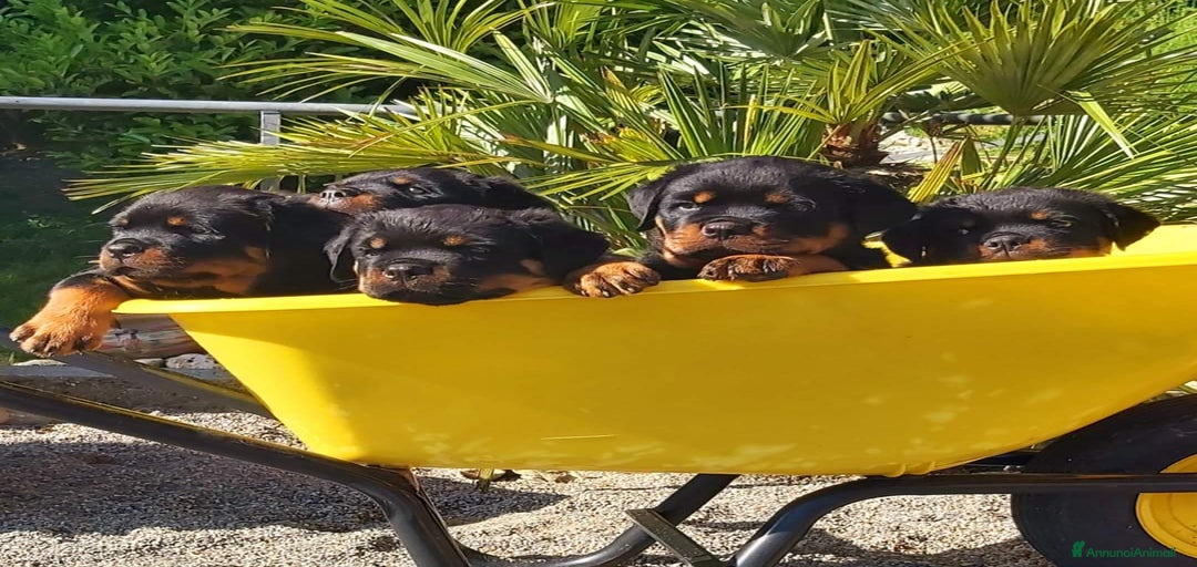 Immagine della galleria {{count}}