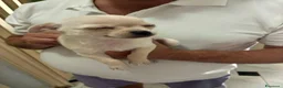 Chihuahua cani in vendita: 2 chihuahua maschi bianco e beige - Annuncio 3