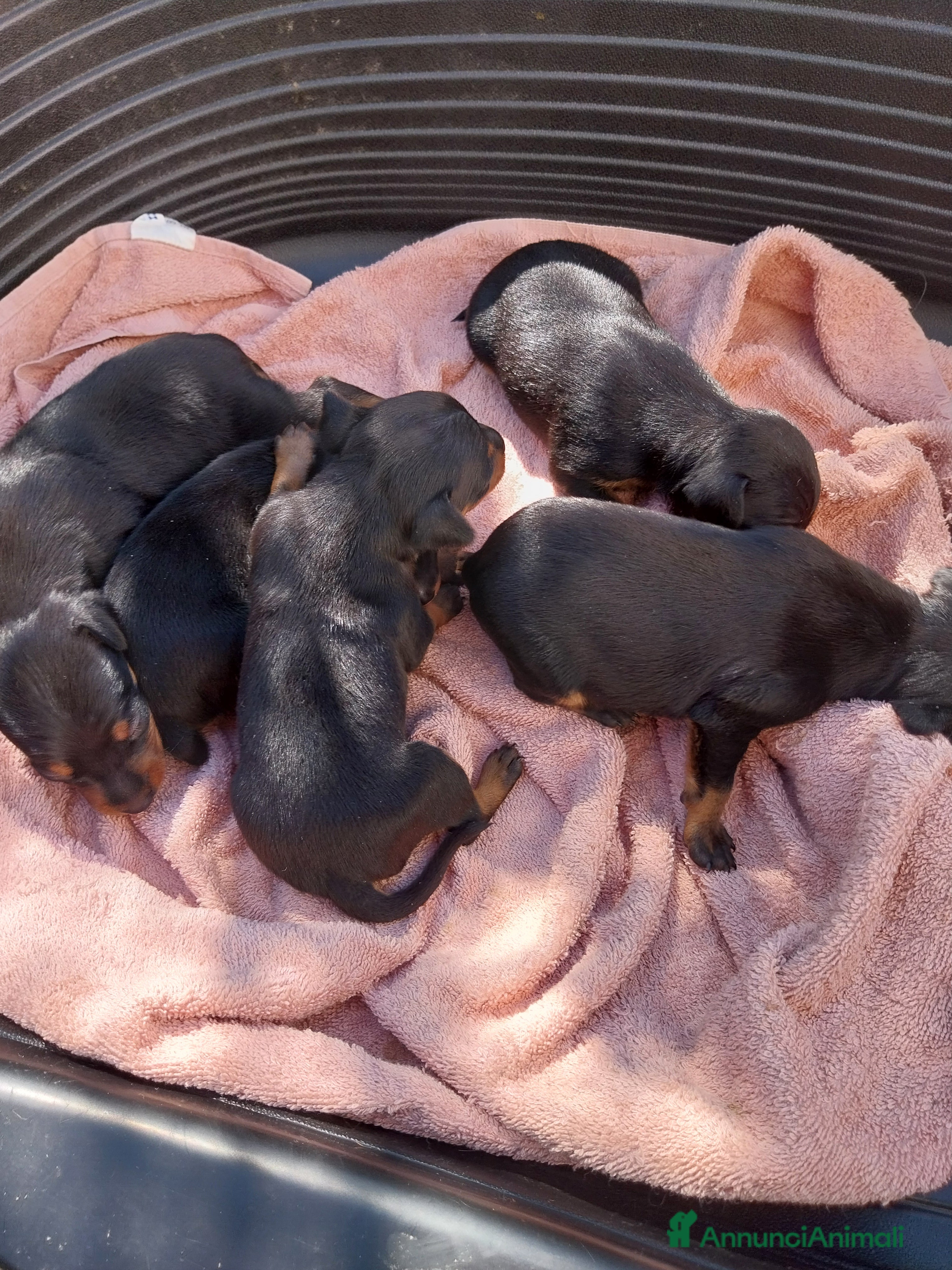 Pinscher Miniatura cani Pinscher nano  cuccioli a Provincia di Modena - Annuncio 2