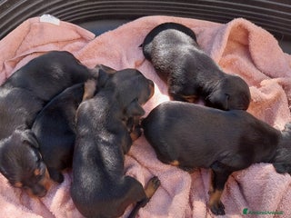 Pinscher Miniatura cani Pinscher nano cuccioli a Provincia di Modena - Annuncio 34