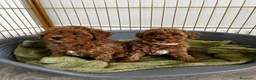 Barboncino Toy cani in vendita:  3 Adorabili Barboncini Toy a Città metropolitana di Milano - Annuncio 15