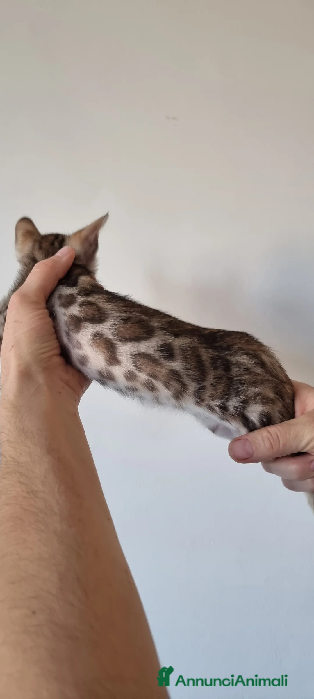 Bengala gatti in vendita: Gattini Bengala con Pedigree  - Annuncio 6