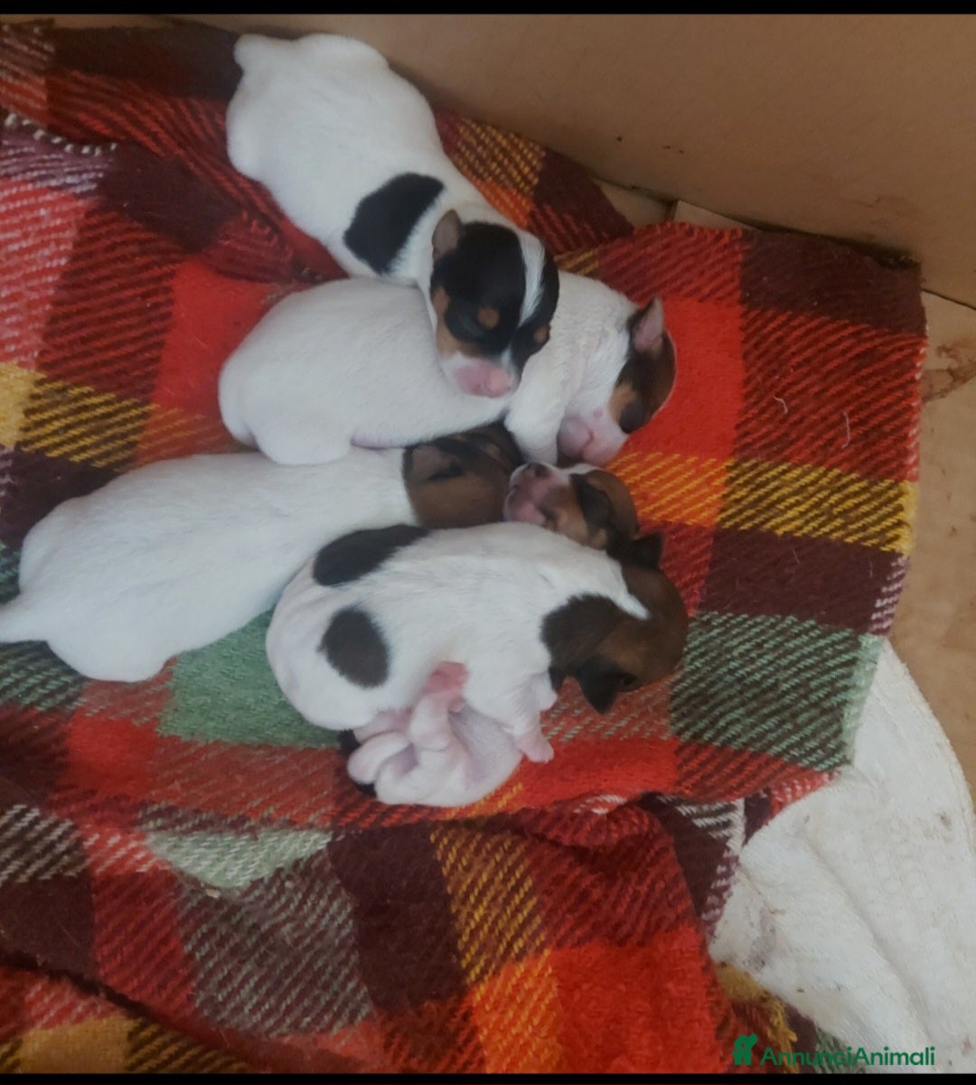 Jack Russell cani Gek Russel toy  piccolissimi   - Annuncio 1
