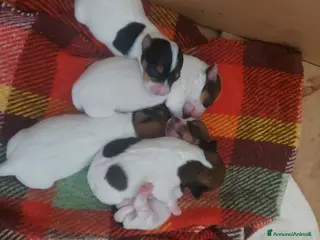 Jack Russell cani Gek Russel toy piccolissimi - Annuncio 1
