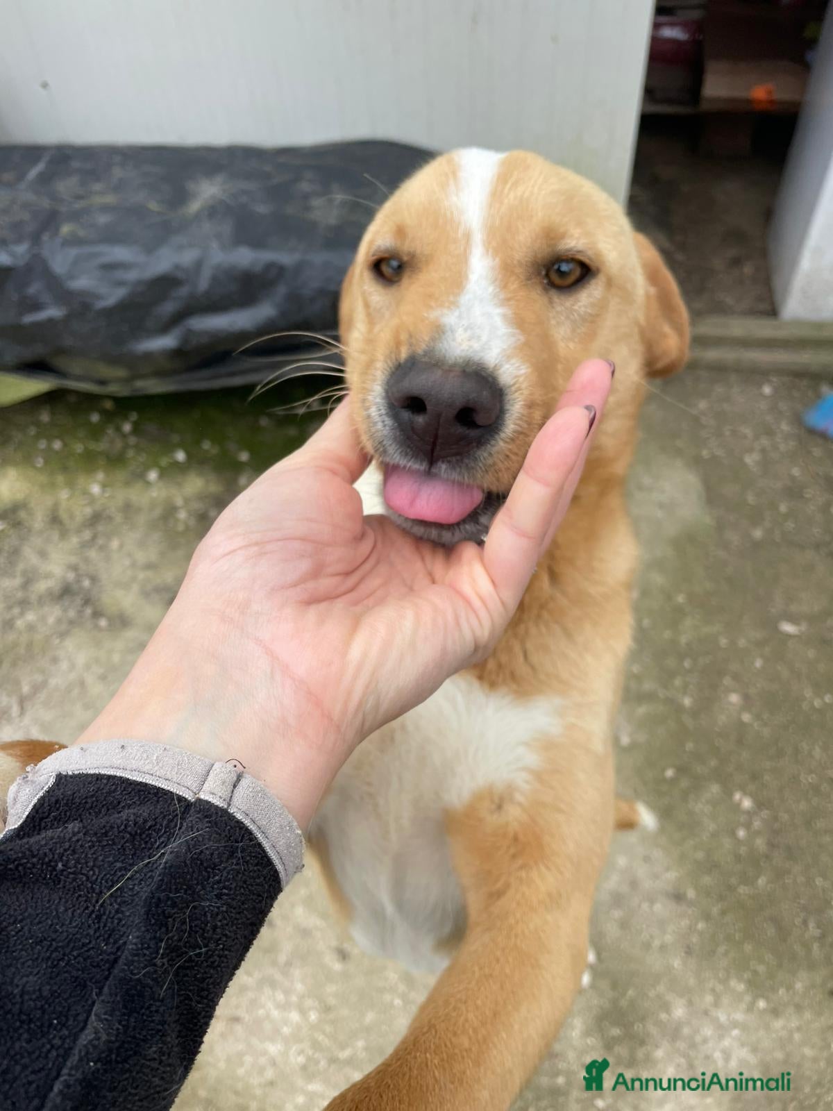 Meticcio cani IL SIMPATICO E DOLCE OLIVER - Annuncio 10