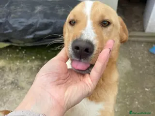 Meticcio cani IL SIMPATICO E DOLCE OLIVER - Annuncio 13