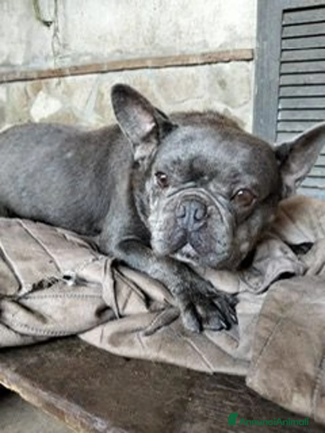 Bulldog Francese cani in regalo: MATILDE  molto giocosa! - Annuncio 3