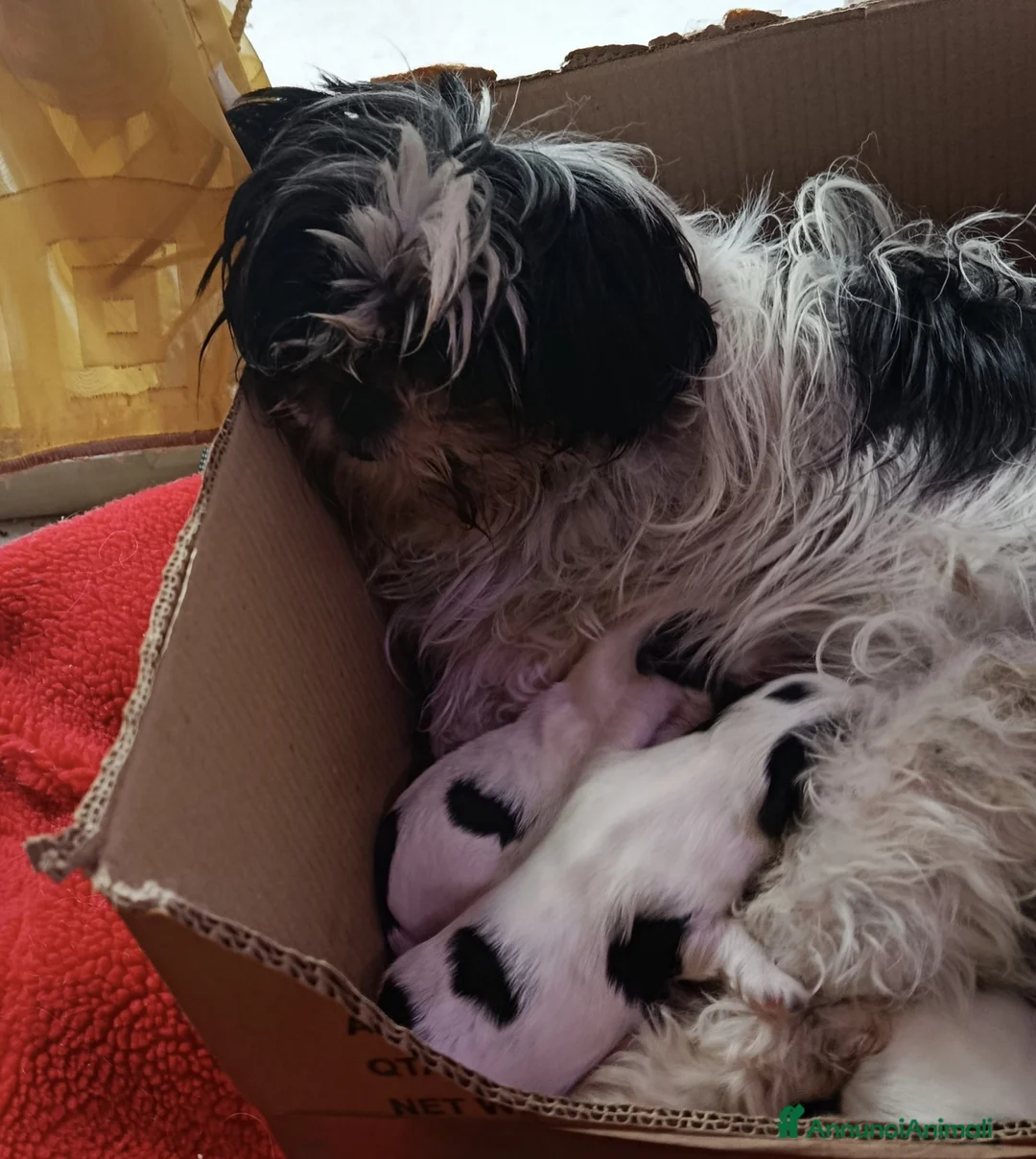 Meticcio cani in vendita: cuccioli meticci shitzu al 75%  - Annuncio 1