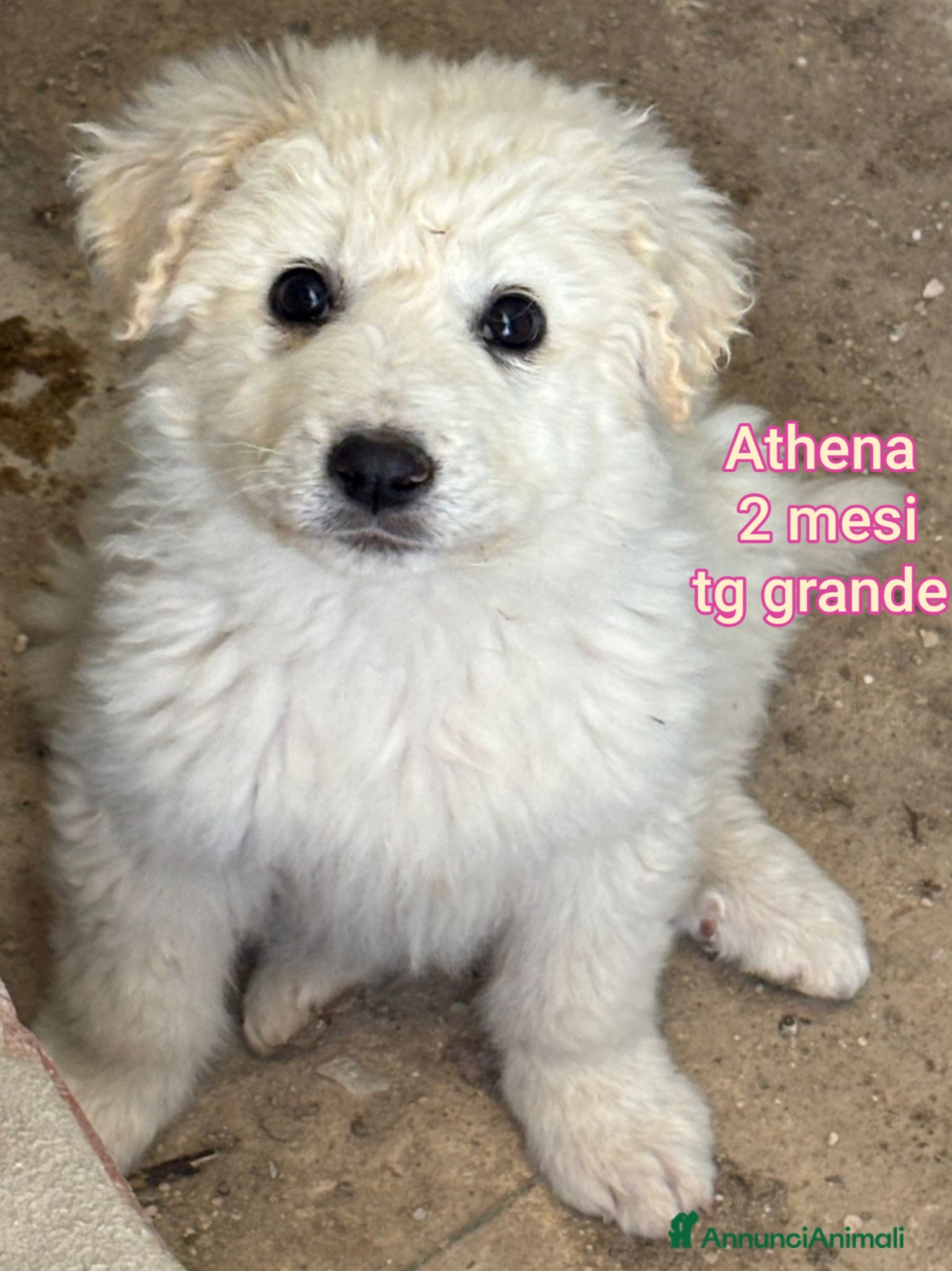 Meticcio cani CUCCIOLI ABBANDONATI: URGENTE  - Annuncio 2