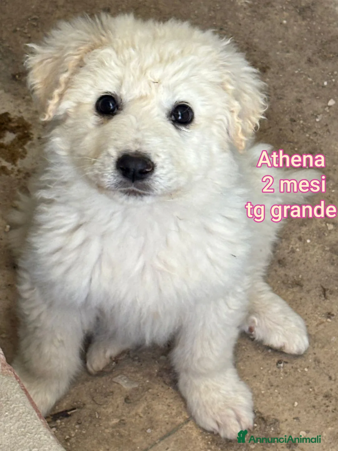 Meticcio cani in regalo: CUCCIOLI ABBANDONATI: URGENTE  a Città Metropolitana di Torino - Annuncio 1