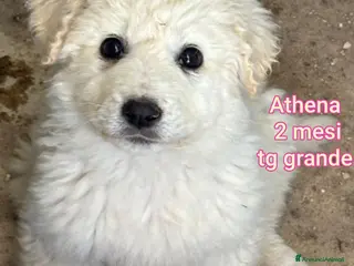 Meticcio cani CUCCIOLI ABBANDONATI: URGENTE - Annuncio 2