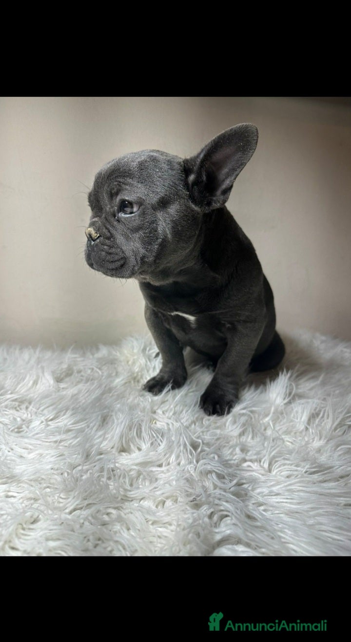 Bulldog Francese cani Bulldog francese cuccioli - Annuncio 6