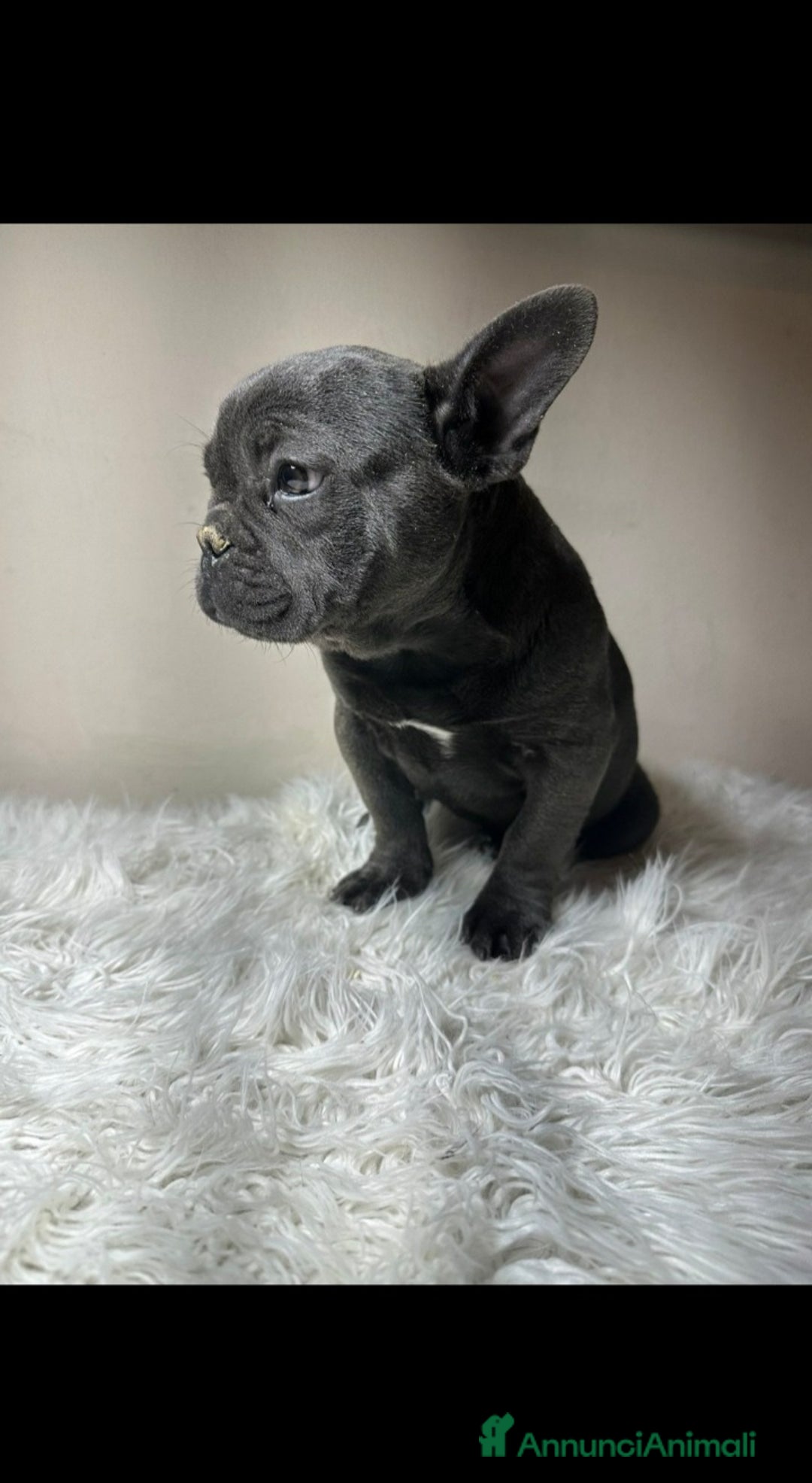 Bulldog Francese cani in vendita: Bulldog francese cuccioli - Annuncio 1