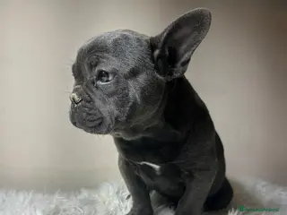 Bulldog Francese cani Bulldog francese cuccioli - Annuncio 6