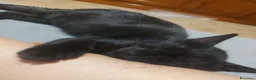 Meticcio gatti in regalo: GATTINO NERO - Annuncio 11