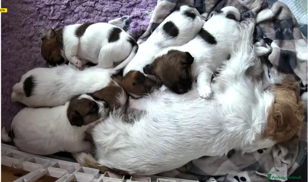 Jack Russell cani in vendita: Cucciolo puffoso Jack russell terrier a pelo duro  - Annuncio 2