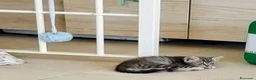 British gatti in vendita: Gattini British shorthair a Provincia di Forlì-Cesena - Annuncio 4