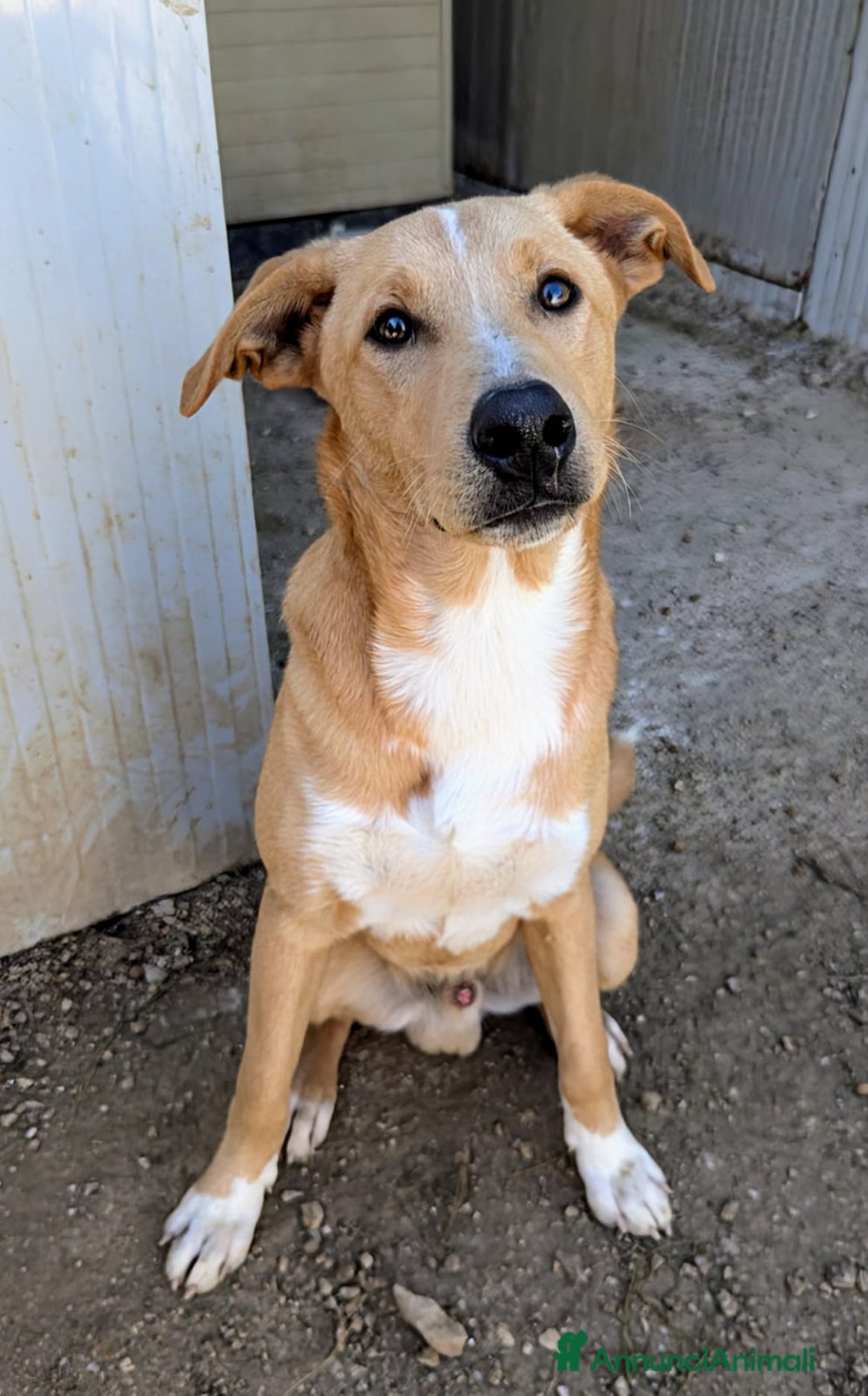 Meticcio cani in regalo: ALBICOCCA E MIRTILLO  a Città metropolitana di Roma Capitale - Annuncio 7