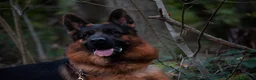 Pastore Tedesco cani in vendita: Allevamento di Terra Scura a Provincia di Salerno - Annuncio 27