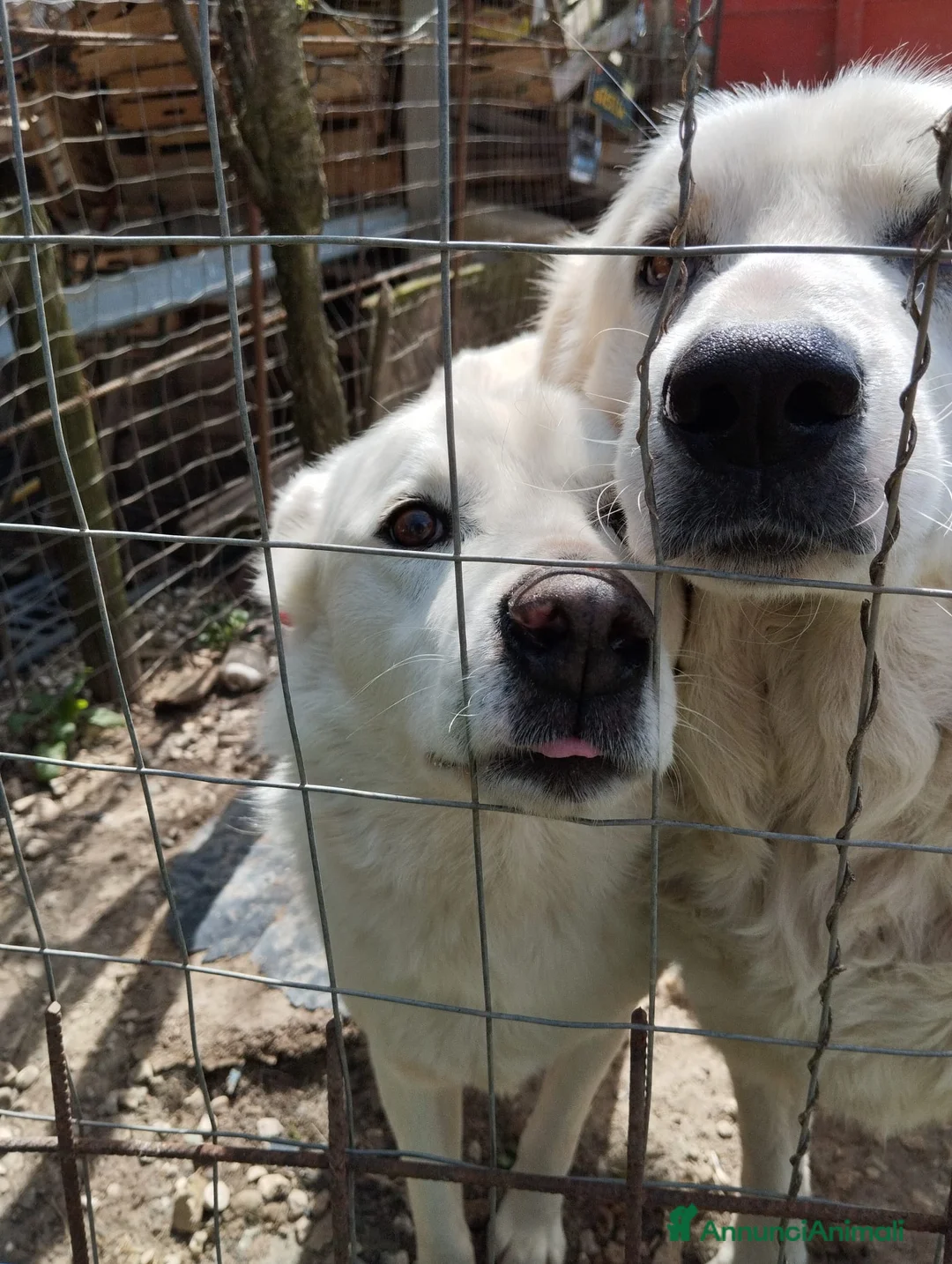 Meticcio cani in regalo: LUCKY a Provincia di Avellino - Annuncio 2