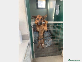 Meticcio cani Pastore adulto mollato dai padroni, in box.ROMA a Roma - Annuncio 1