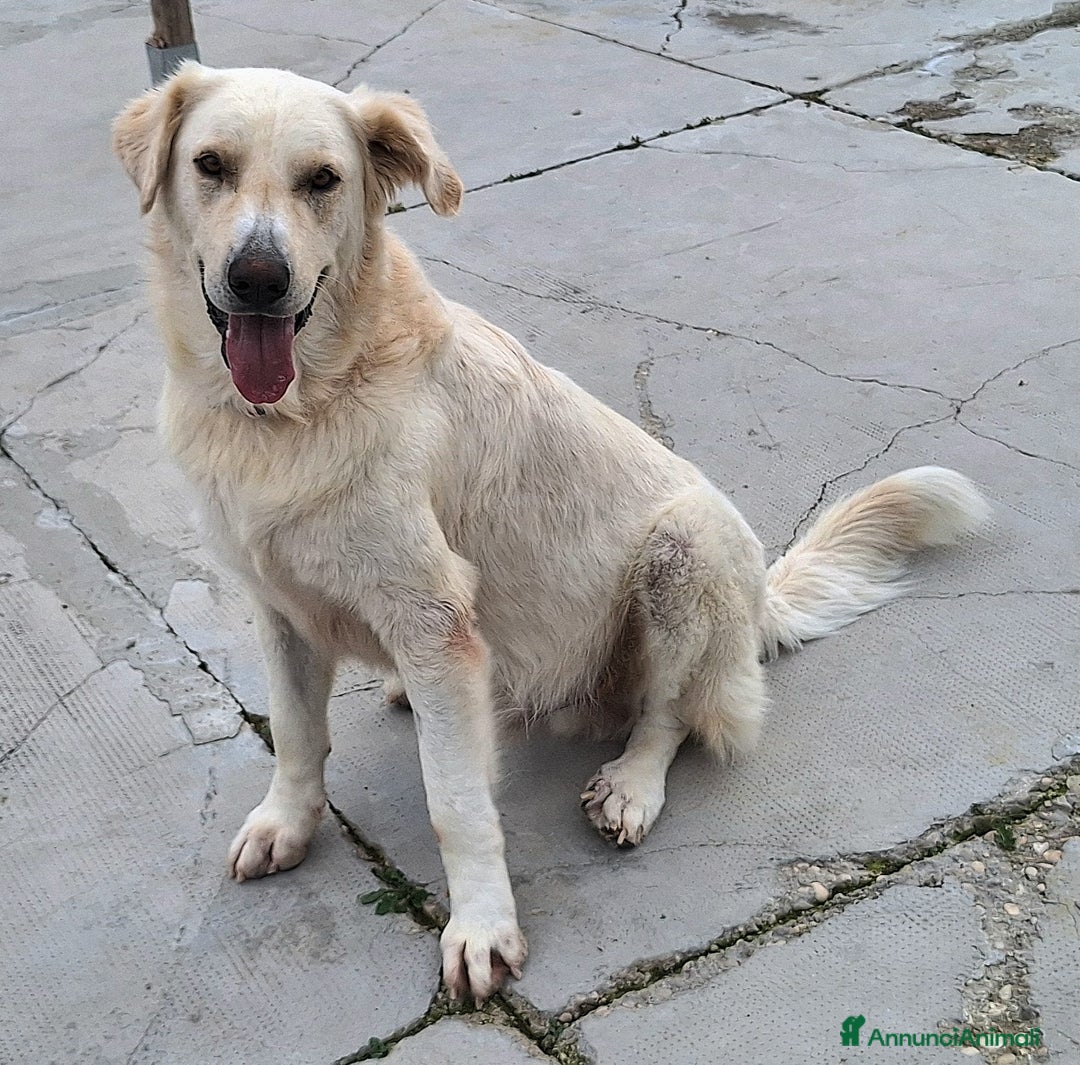 Meticcio cani in regalo: Noè 1 anno taglia grande - Annuncio 6