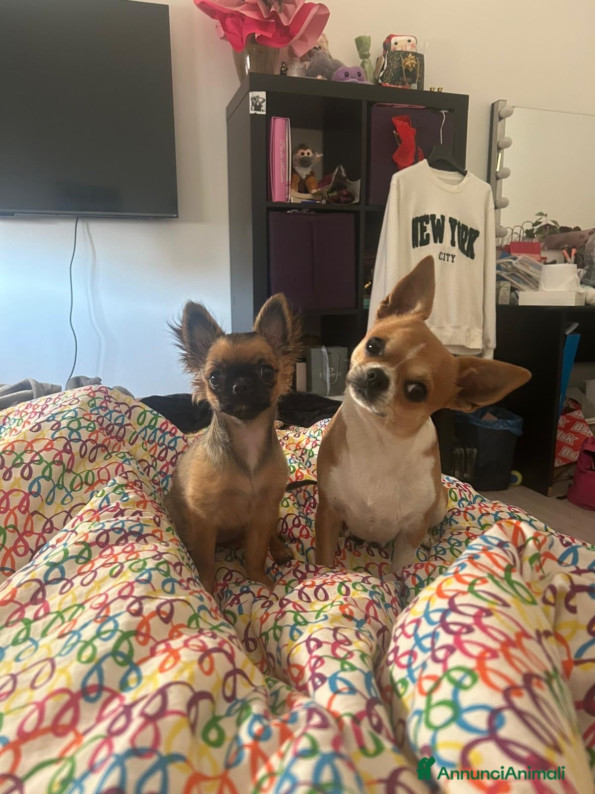 Chihuahua cani Cuccioli dí Chuchuachua  - Annuncio 1