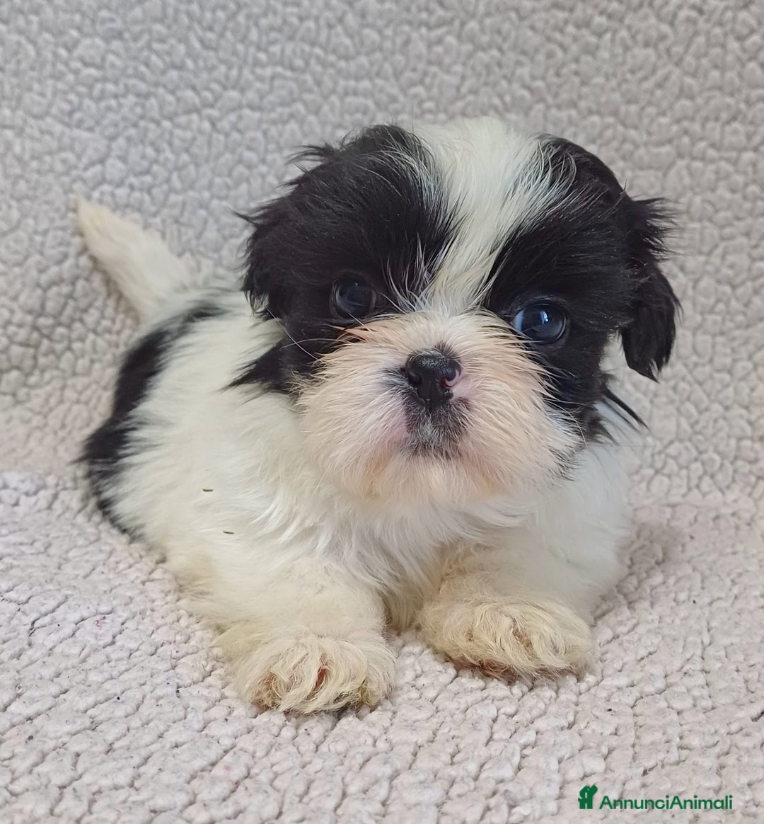 Shih Tzu cani in vendita: Cucciola shih-tzu shitzu shihtzu  - Annuncio 6